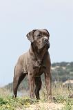 CANE CORSO 191